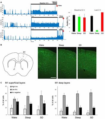 Higher Arc Nucleus-to-Cytoplasm Ratio during Sleep in the Superficial Layers of the Mouse Cortex